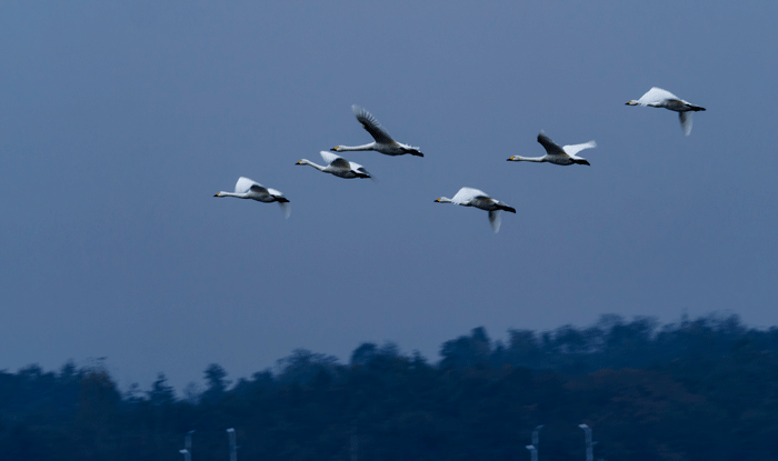 好博体育贡酒，，，，，，国人的迎宾酒-好博体育